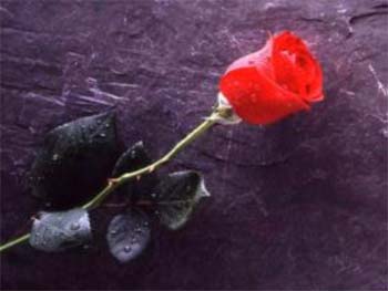 rose6.jpg